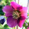 hellebore (2K)