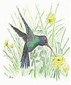 hummingbird