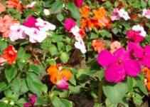 impatiens150a (6K)