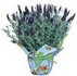 lavenderpottedplant (3K)