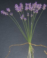 lavfan2 (20K)