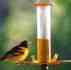 oriole-sm (1K)