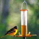 oriole (2K)