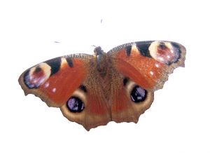 peacock (10K)