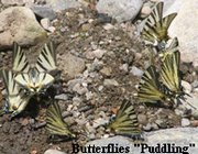 puddling (12K)