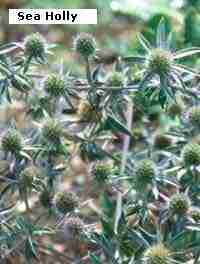 sea-holly (6K)