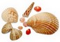 seashells (3K)