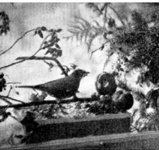 birds feed on windowsill