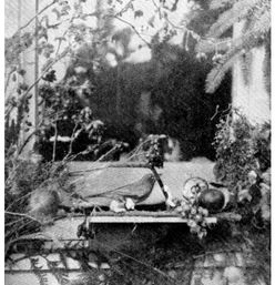 sill feeder