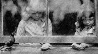 Window Sill Bird Feeder