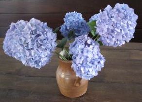 vase of blue hydrangeas 