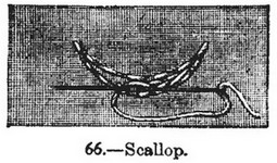 scallop (19K)