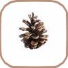 dried pinecone
