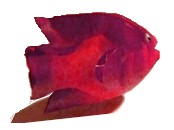 bottlefish2 (15K)