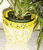 plantersm (2K)