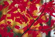 redmaple (7K)