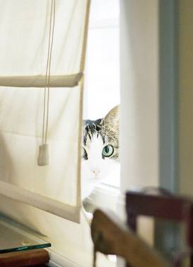 cat peeking around a window blind