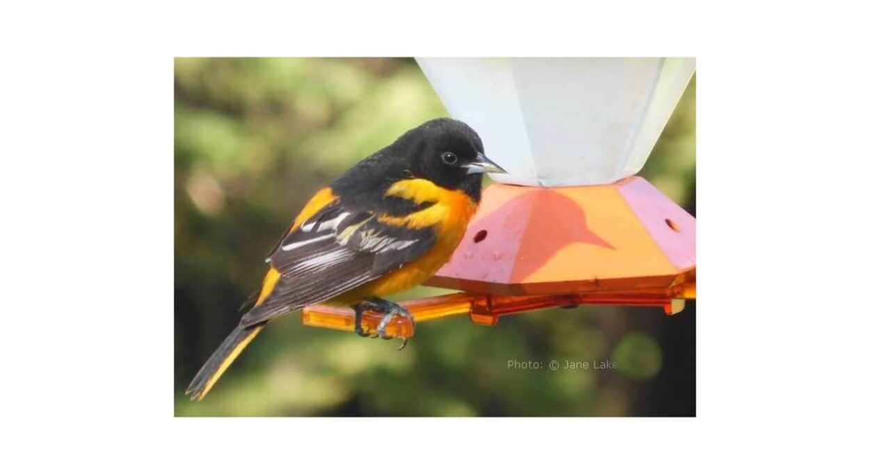 Homemade Oriole Food Nectar Attracting Orioles