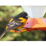 male Baltimore oriole on orange feeder