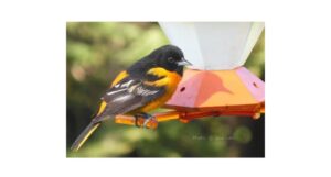 male Baltimore oriole on orange feeder