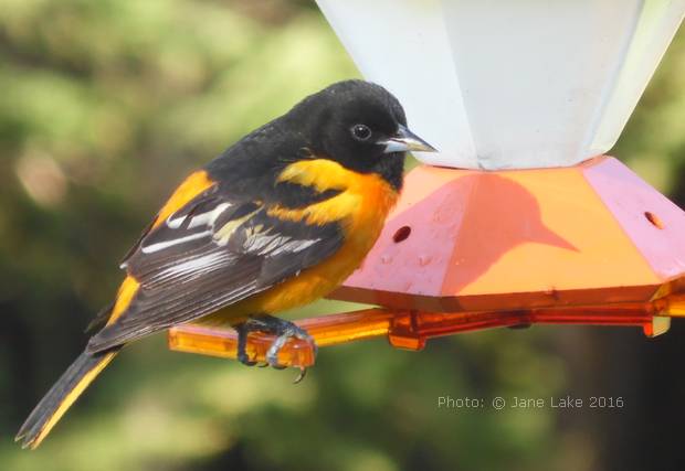 Baltimore Oriole on a feeder after the rain.