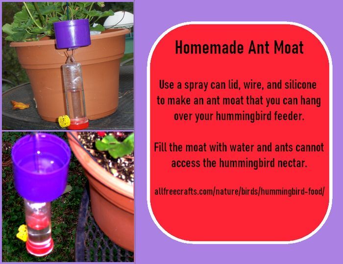homemade ant moat for hummingbird feeders