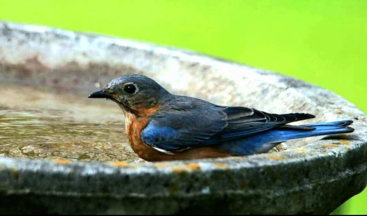 bluebird arriving in a bird bath
