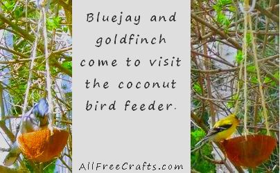 bluejay and goldfinch visit a coconut bird feeder