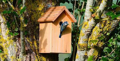 blue tit nesting box