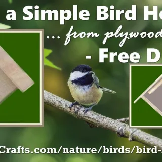 build a bird house from plywood scraps