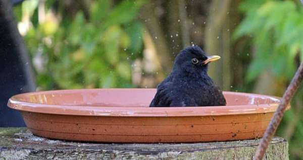 clay pot saucer bird bath
