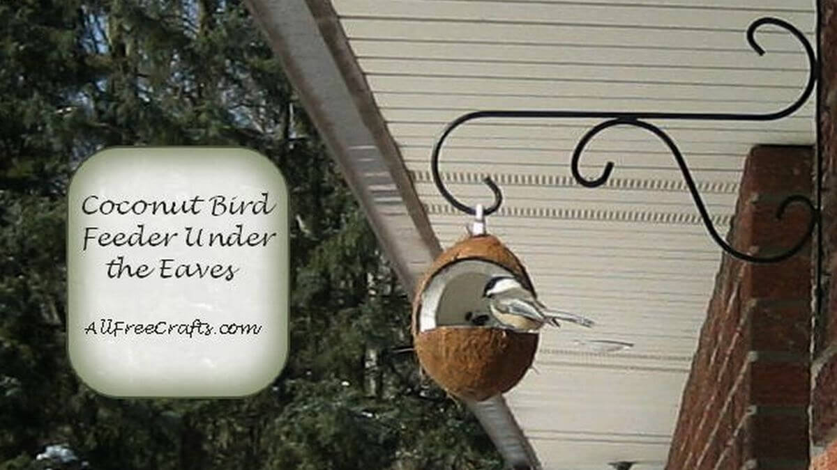 chickadee feeding from a coconut bird feeder