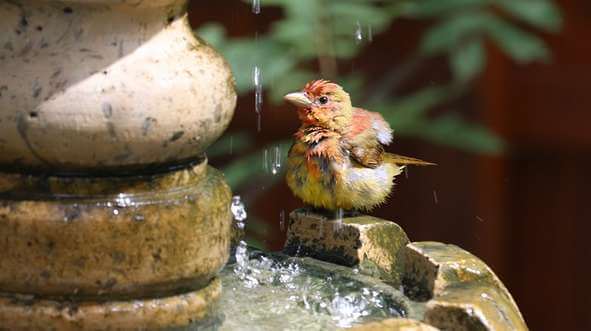 water dripping in a bird bath