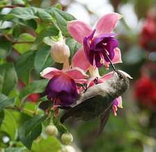 hummingbird feeding from pink and purple fuchias