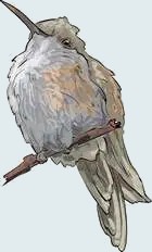 hummingbird female sketch