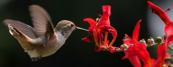 humminbird wings blur while feeding