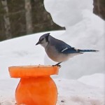 ice sculpture bird feeder