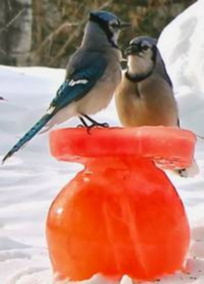 bluejays on a ice sculpture bird feeder
