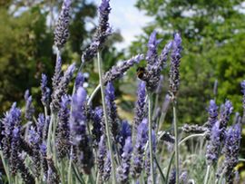 bee on lavender