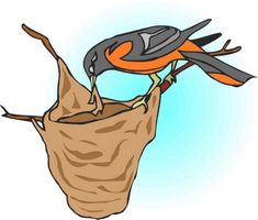 oriole building a nest