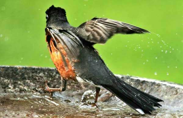 robin takes off from bird bath