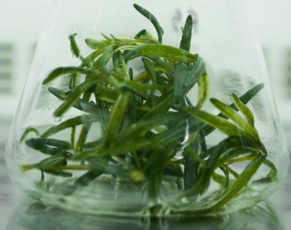 rosemary sprigs in a glass jar