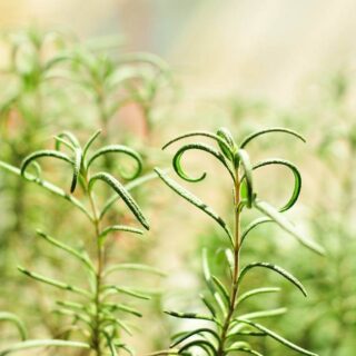 delicate rosemary leaves growing on plant