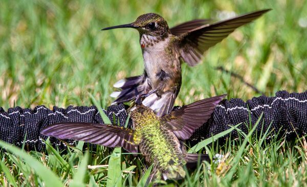 juvenile hummingbirds fighting over territory