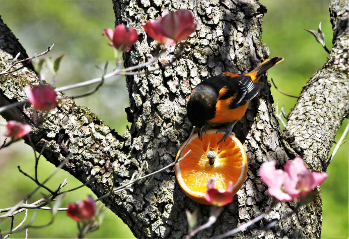 oriole eating from an orange nailed to a tree