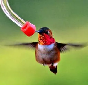 tube feeder to feed hummingbirds using glass bottles