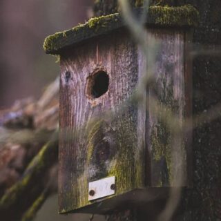 weathered bird house