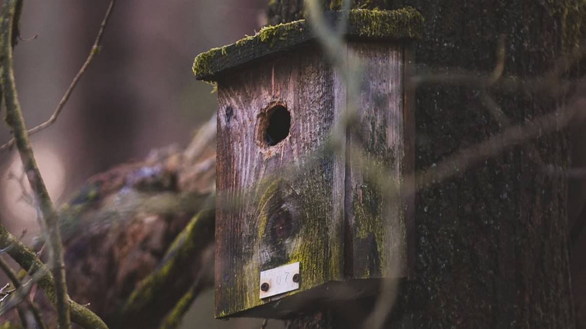 weathered bird house