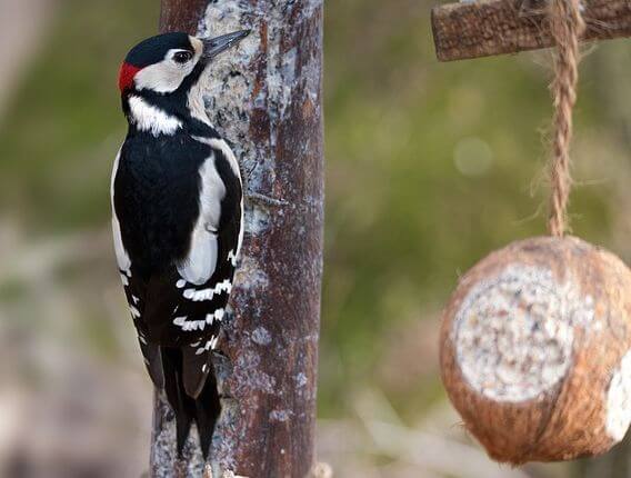 woodpecker near a coconut suet feeder