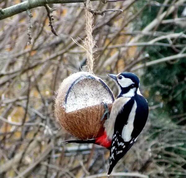 woodpecker eating coconut meat